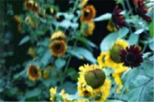 袁隆平获聘农民丰收节推广大使