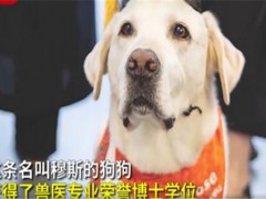 8岁治疗犬获博士学位！为什么可以获得博士学位？治疗犬为人们做些什么？