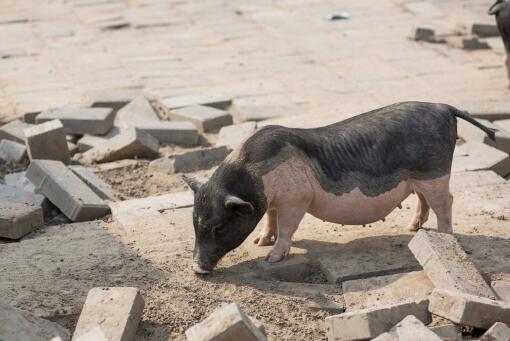 2020年养什么品种的母猪赚钱