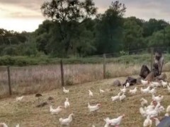 美农场14万只母鸡面临安乐死！原因是什么？美国最新疫情情况如何？