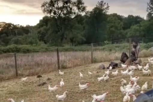美农场14万只母鸡面临安乐死