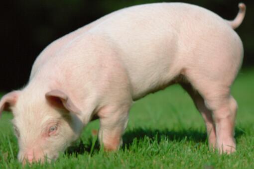 生猪价格连续13周下降原因是什么