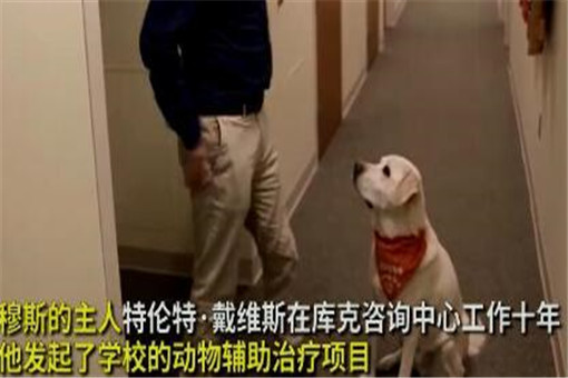 8岁治疗犬获博士学位！具体是怎么回事？附详细原因！