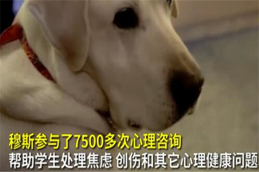 8岁治疗犬获博士学位！具体是怎么回事？附详细原因！