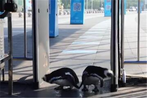 武汉欢乐谷有两只企鹅游客