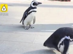武汉欢乐谷有两只企鹅游客！具体是怎么回事？为什么会出现企鹅呢？