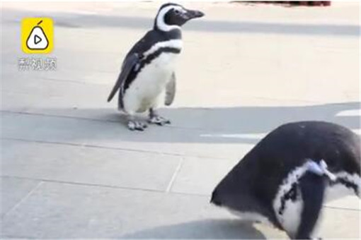 武汉欢乐谷有两只企鹅游客