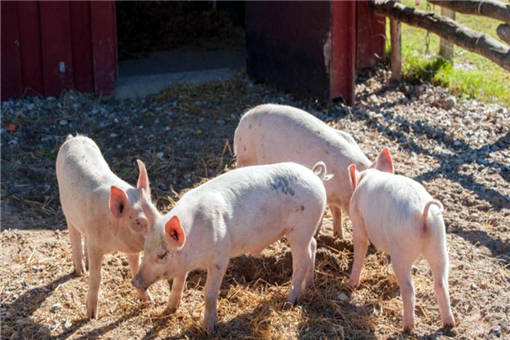 2020年两会政府工作报告强调恢复生猪生产！