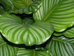 关于青苹果的种植问题!青苹果绿植种植禁忌?