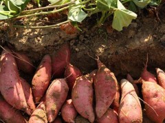 关于红薯的种植问题！济薯25红薯的亩产量？