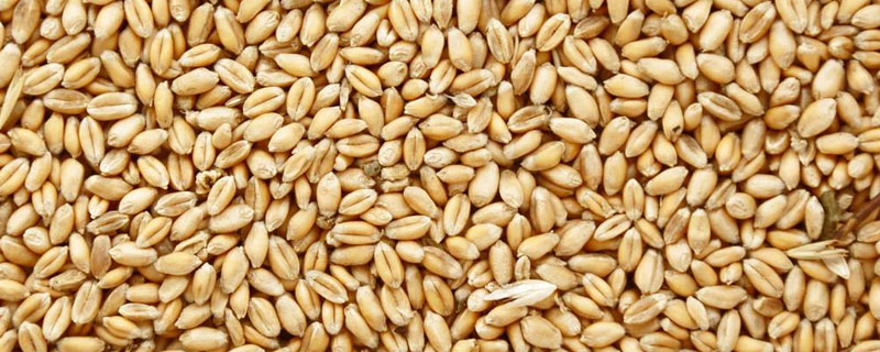 小麦种子萌发时淀粉增多还是麦芽糖