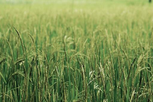 水稻种植保险政策是怎样
