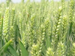 关于小麦的种植问题！小麦打过除草剂几天能撒肥料？
