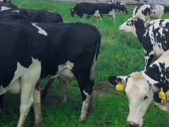 关于乳畜业的种植问题！乳畜业和大牧场放牧业的区别？