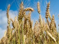 关于小麦的种植问题！华北地区种植春小麦还是冬小麦？