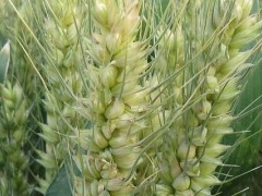 关于小麦种子的种植问题！小麦种子和猫草种子有什么区别？