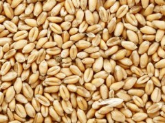 关于小麦种子的种植问题！小麦种子为什么是猫草？
