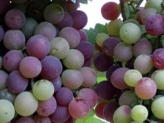关于葡萄的种植问题！益果灵噻苯隆在葡萄上的应用？