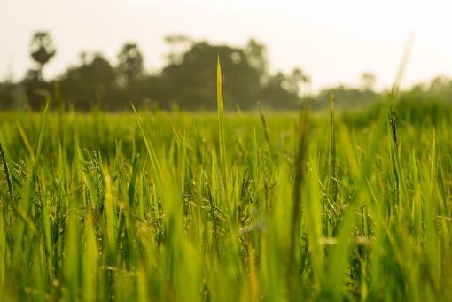 水稻种植保险政策是怎样