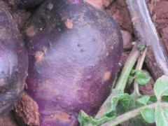关于土豆的种植问题！黑土豆适合哪里种植？