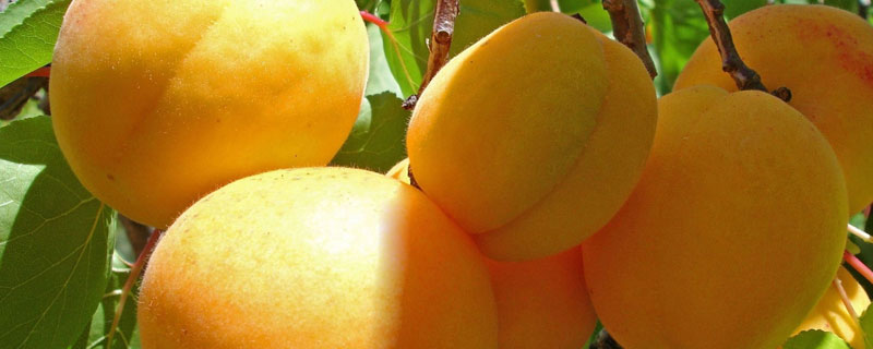 梅子金黄杏子肥的肥是什么意思
