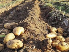 关于土豆的种植问题！土豆苗长太高要剪掉吗？