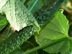 关于钼酸铵的种植问题！农用钼酸铵每亩用量？