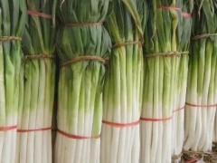 关于大葱的种植问题！山东章丘大葱多高？