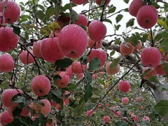 关于苹果的种植问题！分析甘肃省天水市花牛苹果品质独特优良的原因？