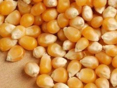 关于玉米种子的种植问题！玉米种子为什么要进行二次包衣？