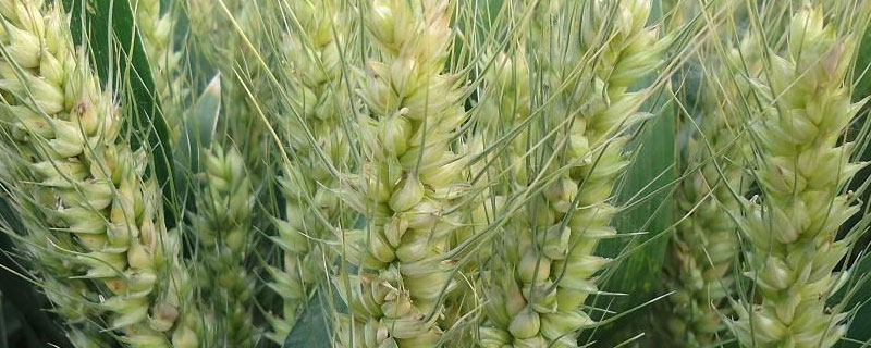 小麦种子胚干重变化
