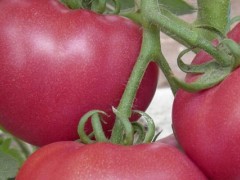 关于西红柿的种植问题！西红柿中午萎蔫怎么治？