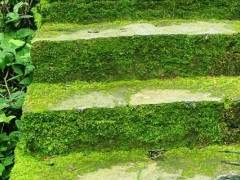 关于尿素的种植问题！用尿素杀青苔怎么用？