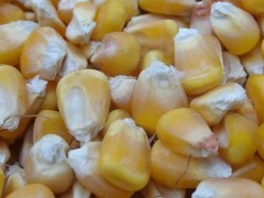 关于玉米的种植问题！玉米脱粒方法？
