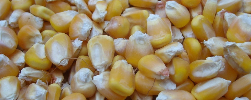 玉米脱粒方法