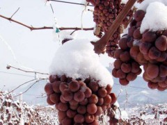 关于葡萄的种植问题！冰葡萄适合哪几个省种植？
