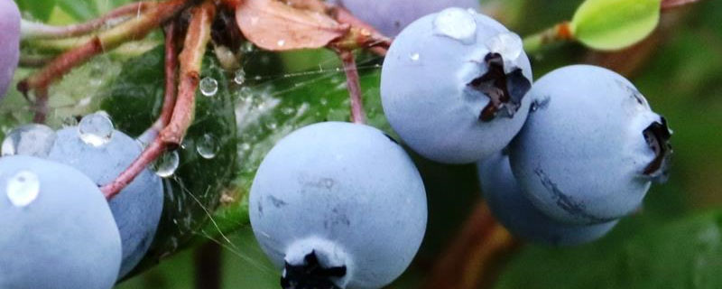 硫酸亚铁在蓝莓中的使用方法