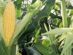 关于玉米的种植问题！爆米花玉米是什么品种?？
