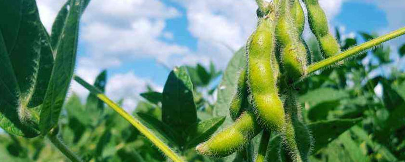 松嫩平原发展绿色大豆的原因