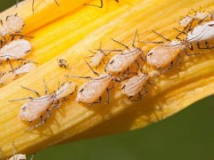 关于蚜虫的种植问题！用酒精能把蚜虫杀死吗？