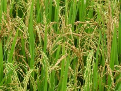 关于稻子的种植问题！农民种稻子需要什么？