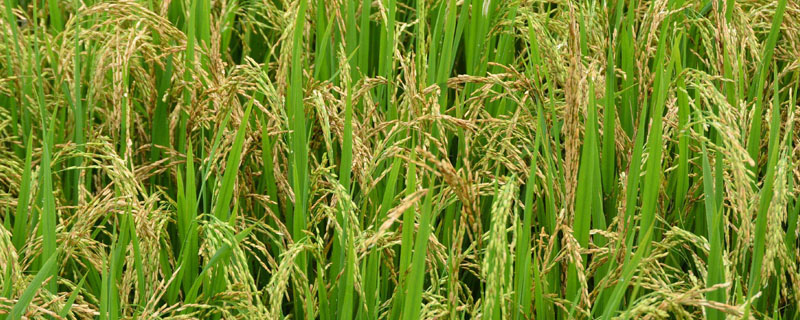 农民种稻子需要什么