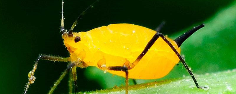 小苏打水能杀死蚜虫吗