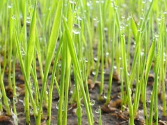 关于水稻的种植问题！水稻苗床浇水标准？