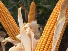 关于玉米的种植问题！2002年北疆乌苏玉米啥时候上市？