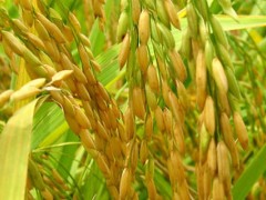 关于水稻的种植问题！100kg稻谷能碾米70kg,1kg稻谷能碾米多少千克？