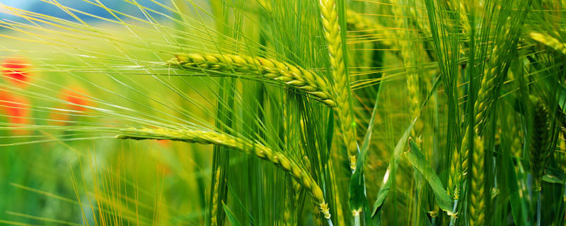 吡唑醚菌酯对小麦作用