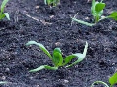 关于草木灰的种植问题！草木灰与铵态氮肥为什么不能混合？