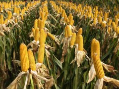 关于玉米的种植问题！吨产铁杆王玉米种介绍？