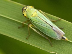 关于吡虫啉的种植问题！溴氰吡虫啉能打什么虫？